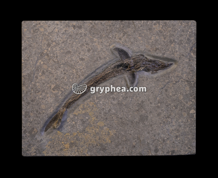 Poisson fossile (non identifié) - gryphea.com